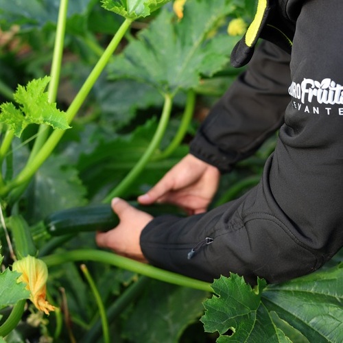 Eurofruits Levante S.L. entra en Anecoop y amplía su alcance en el mercado hortofrutícola
