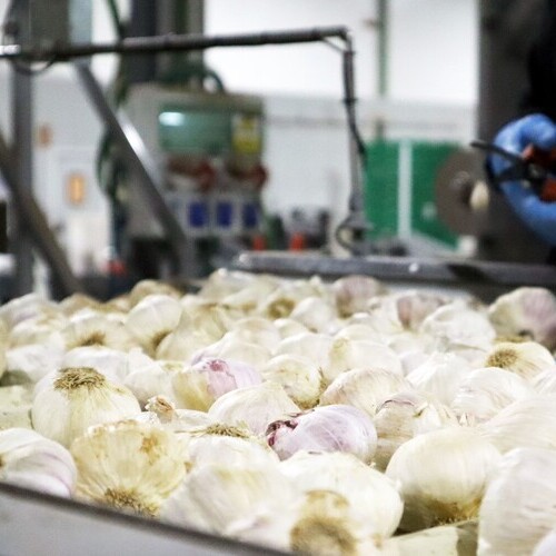 El ajo español crece un 9% y anticipa una bajada de precios en 2026