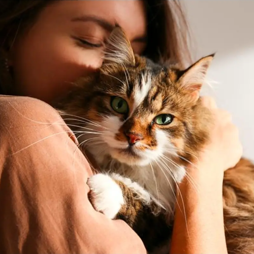 Protege su pelaje del frío: champús nutritivos e hidratantes de Petuxe para mascotas radiantes