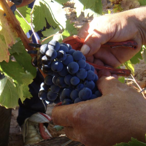 Ribera del Duero concluye una vendimia 2025 excepcional, con una uva de excelente calidad y de buena sanidad