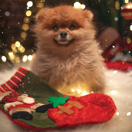 Aroma de fiesta: los perfumes veganos de Petuxe para que tu mascota también brille esta Navidad