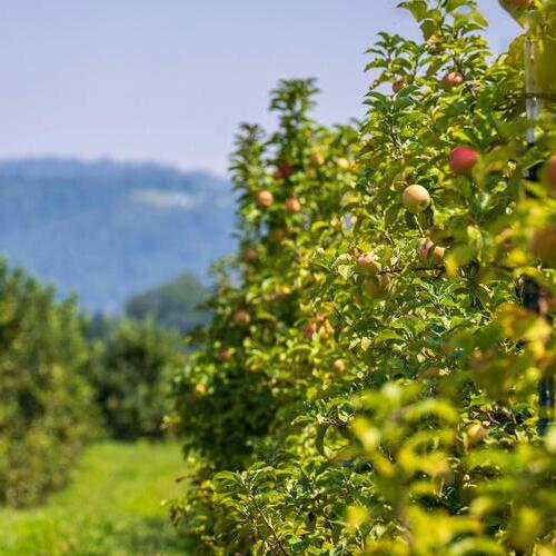 La contratación de seguros agrarios marca un nuevo máximo en 2025, con 1.029 millones de euros de primas, un 1% de crecimiento