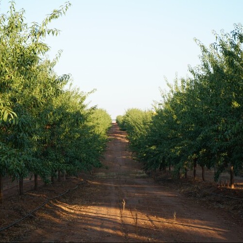 De Prado y DCOOP certifican la producción de almendra en 15 fincas bajo los estándares GLOBALG.A.P. y sus módulos GRASP, BIODIVERSITY y SPRING