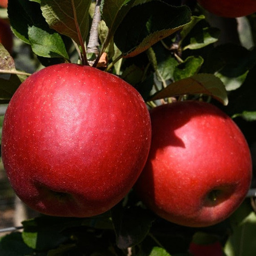Los manzanos STELLAR™ ganan la plata en los premios a la innovación SIVAL