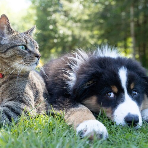 Las nuevas Espumas de Tratamiento PSH: las aliadas imprescindibles para las pieles más exigentes de perros y gatos