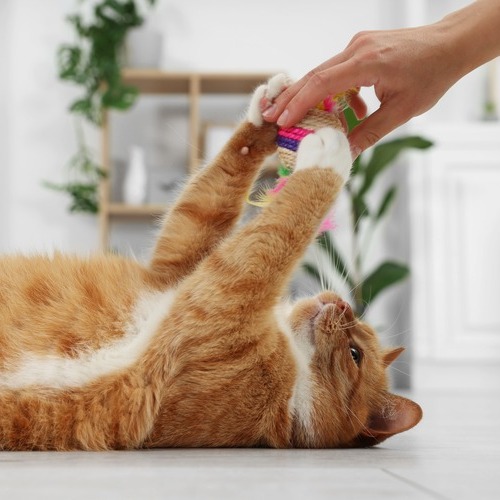 El juego, una necesidad clave para la salud física y emocional de los gatos