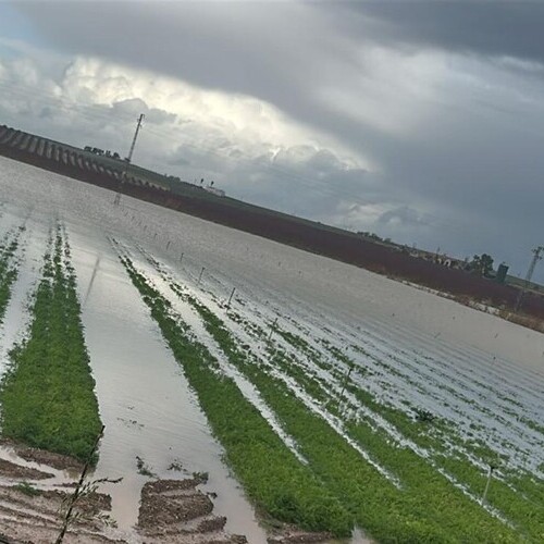 La estimación de indemnizaciones del seguro agrario por el tren de borrascas se eleva hasta los 50 millones de euros