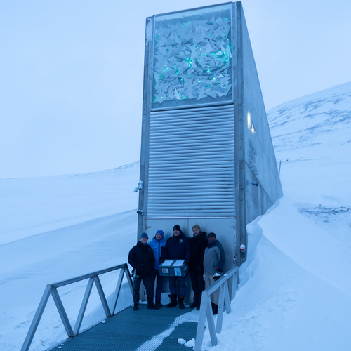 La Bóveda Global de Svalbard recibe por primera vez semillas de olivo