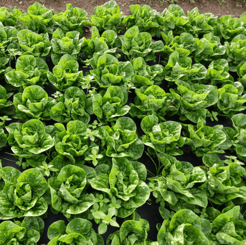 Damm y Ametller Origen impulsan un proyecto pionero que transforma residuos de la elaboración de la cerveza en fertilizantes orgánicos