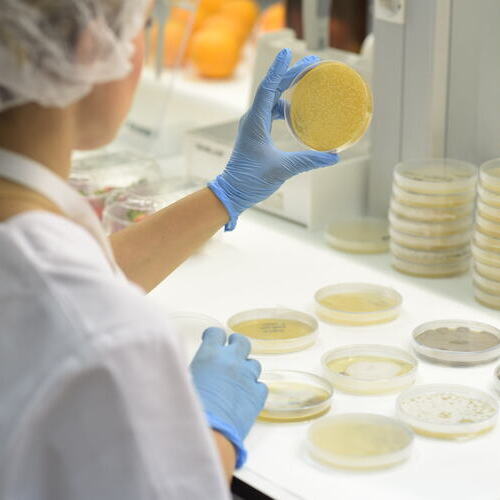 TRICHODEX y la Universidad de Lisboa demuestran que los bioestimulantes microbianos ayudan a los cultivos a resistir mejor la sequía