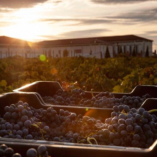 El Grupo Marqués del Atrio consigue la certificación Sustanaible Wineries for Climate Protection (SWfCP) en el 100% de sus bodegas