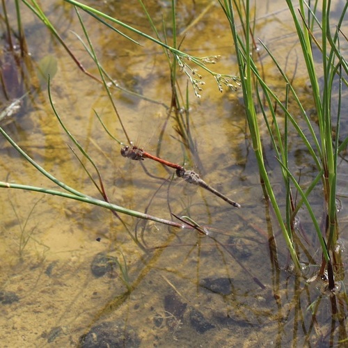 Nestlé colabora con el Consorci del Ter en la restauración de zonas húmedas que favorecen la biodiversidad fluvial