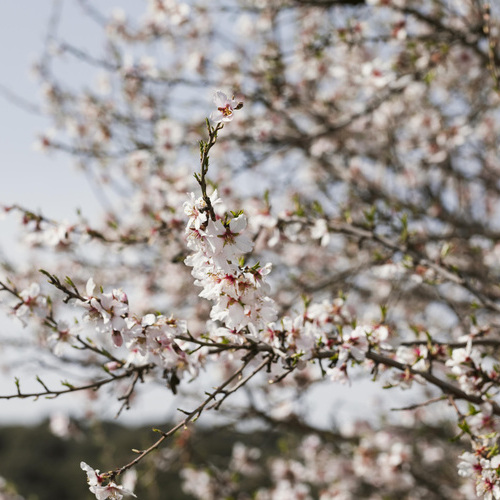 Aceite de almendras dulces: el aliado primaveral de Dermo-Suavina