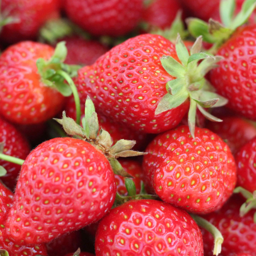 Dia destinará 16 millones de euros a la compra de fresas de origen 100% local para apoyar a la agricultura española esta temporada 