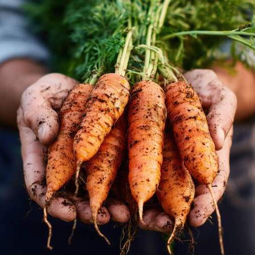 Intereco presentará en Alimentaria 2026 los principales datos de la certificación ecológica en España
