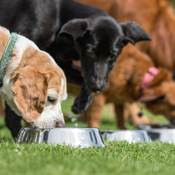 Los 5 alimentos que no debe comer tu perro bajo ningún concepto (y los 5 que no deben faltar en su plato)