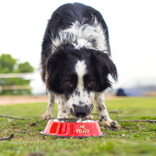 Nulo aterriza en España junto a IskayPet para revolucionar la nutrición premium para mascotas