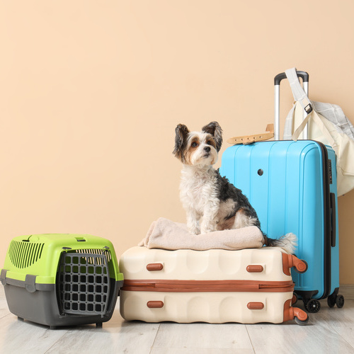 Viajar con animales de compañía sin imprevistos: claves para disfrutar del viaje con total seguridad