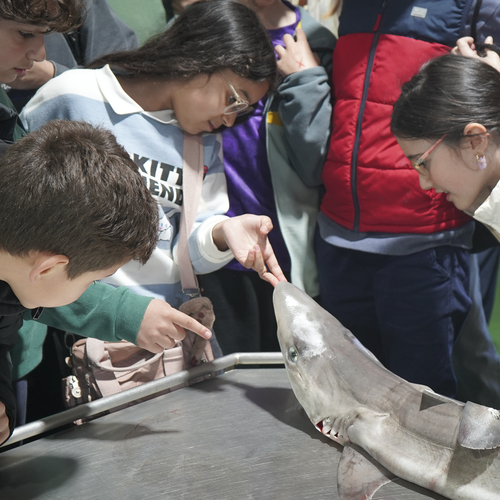 Llega a las lonjas de Malpica y de Laxe el programa educativo de Vegalsa-EROSKI ‘Capitán Mareas’ para promover el consumo de producto del mar entre los más jóvenes