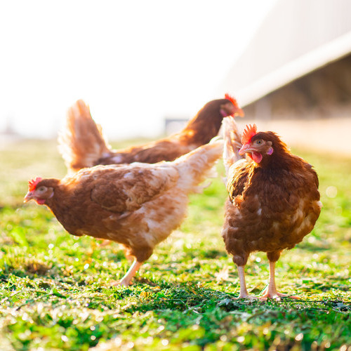 INPROVO celebra el fin del confinamiento de las aves de corral a nivel nacional y destaca el avance del 40% del censo en sistemas libres de jaula