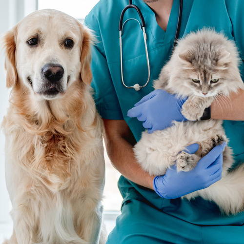 Tiendanimal explica el ABC de los antiparasitarios y por qué la primavera es la mejor época para desparasitar a perros y gatos